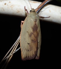 Cryptolechia triphaenatella