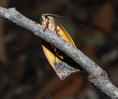 Cryptolechia triphaenatella
