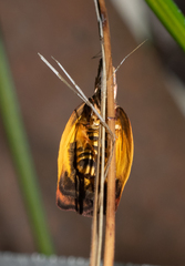 Cryptolechia triphaenatella