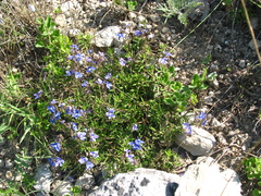Veronica taurica