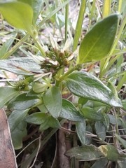 Opercularia ovata