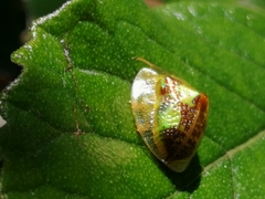 Coptocycla texana