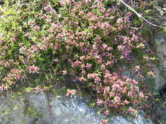 Thymus moldavicus