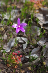 Elythranthera emarginata