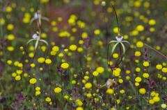 Caladenia xantha