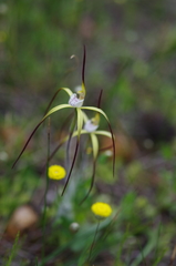 Caladenia xantha