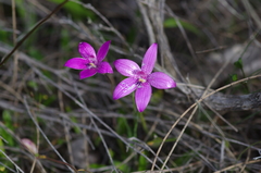 Elythranthera emarginata