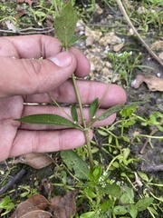 Mitreola petiolata