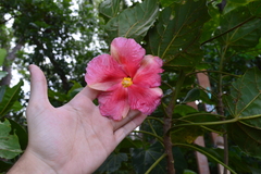 Thespesia grandiflora