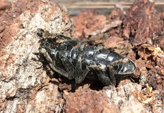 Prostomus scutellaris