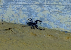 Paraphidippus