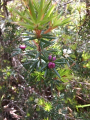Cyathodes glauca