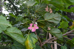 Thespesia grandiflora