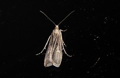 Eudonia atmogramma