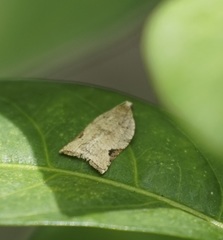 Meritastis ursina