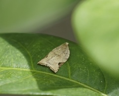 Meritastis ursina