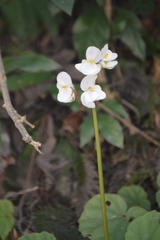 Begoniaceae