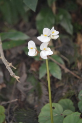 Begoniaceae
