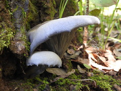 Omphalotus mexicanus
