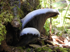 Omphalotus mexicanus