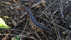 Rhysida longipes