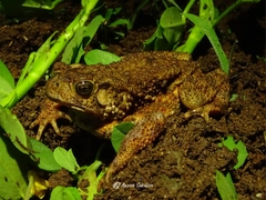 Ingerophrynus biporcatus