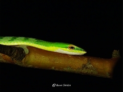 Ahaetulla mycterizans