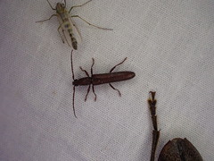 Bebius filiformis