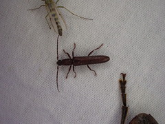Bebius filiformis