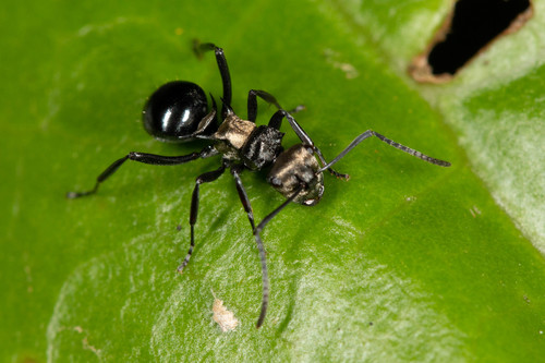 Polyrhachis cleopatraPolyrhachis cleopatra