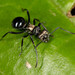 Polyrhachis cleopatra - Photo (c) Mark Ayers, some rights reserved (CC BY-NC), uploaded by Mark Ayers