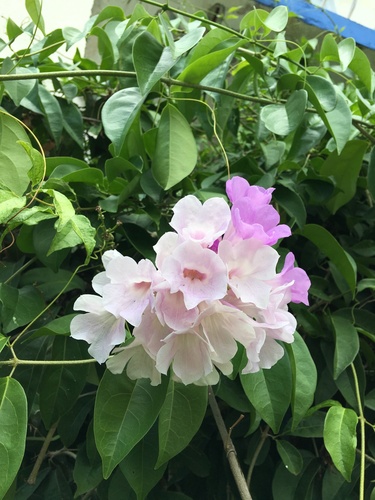 Mansoa alliacea