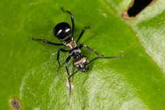 Polyrhachis cleopatra