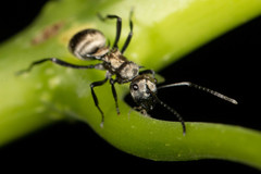 Polyrhachis cupreata