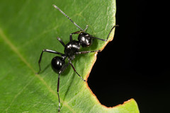 Polyrhachis robsoni