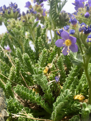 Polemonium eddyense