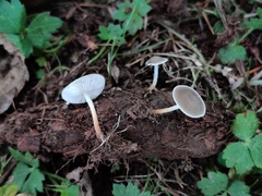 Strobilurus albipilatus