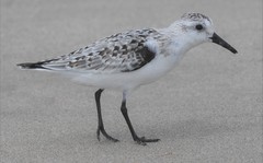 Calidris alba