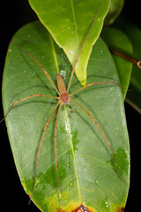 Hygropoda lineata