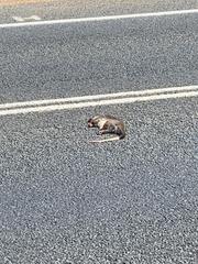 Pseudocheirus occidentalis