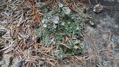 Cladonia pocillum