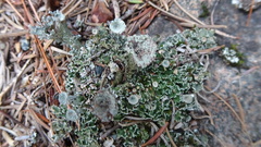 Cladonia pocillum