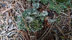 Cladonia pocillum