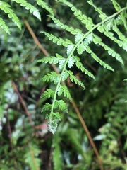 Microlepia
