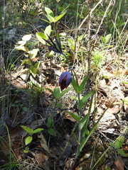 Calochortus purpureus