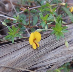 Pultenaea pedunculata
