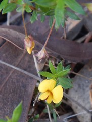 Pultenaea pedunculata