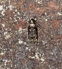 Chionodes thoraceochrella
