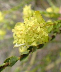 Pimelea flava