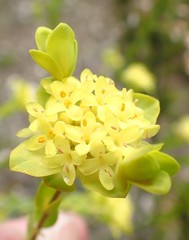 Pimelea flava